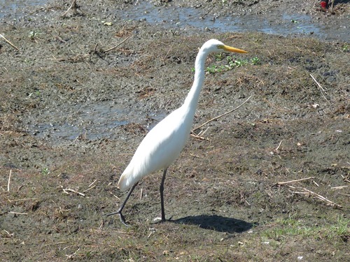 Silberreiher